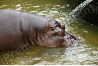 Hippo 0056